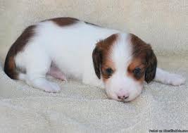 We have smooth and long hair doxies in several colors and patterns. Long Haired Miniature Piebald Dachshund Puppies Price 400 450 For Sale In Honeyville Utah Best Pets Online