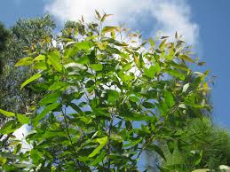 Image result for Eucalyptus sp.