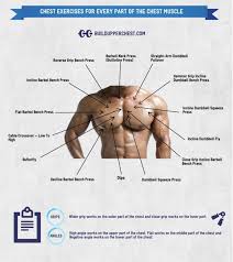 Dysfunctional breathing enhance your clinical outcomes with. Chest Routines For Any Area Of The Chest Muscles Chest Workouts Best Chest Workout Chest Muscles