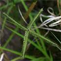 Image result for Brachyachne patentiflora