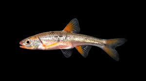 Image result for Chionanthus niloticus