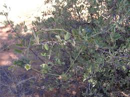 Image result for Coccinia rehmannii