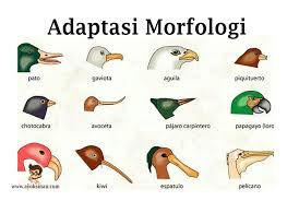 Pengertian Adaptasi Morfologi Beserta Contohnya Adaptasi