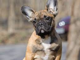 550 French Bulldog Names With Definitions Pethelpful