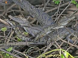 Morelet S Crocodile For Sale