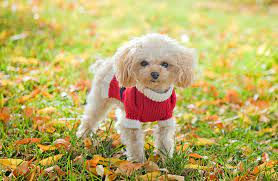 The most recent questions asked at thriftyfun. My Poodle Hd Wallpapers New Tab Theme Mystart