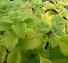 Image result for Plectranthus guruensis