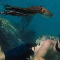 Mi maestro el pulpo se quedó con el oscar a mejor largometraje documental. Pelicula Mi Maestro El Pulpo My Octopus Teacher