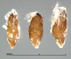 Image result for Ottelia kunenensis