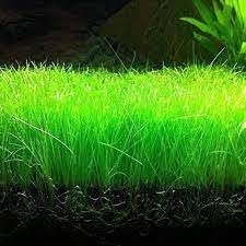 Image result for Phyllanthus parvulus