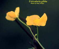 Image result for Utricularia gibba