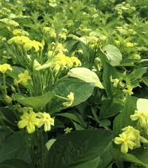 Image result for Mussaenda