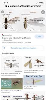 Although we have the same capabilities as the large pest control corporations, we are a small business at heart. Tri County Termite Pest Control Home Facebook