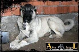 Genc Kangal Kopekleri Kopek Kangal Kopegi Akbas