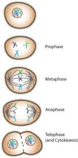 Metaphase is the phase of mitosis that follows prophase and prometaphase and precedes anaphase. Prophase Metaphase Anaphase Telophase Teaching Biology Mitosis Science Cells
