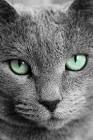 Cat Breeds - The Ultimate Cat Website