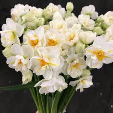 Sir Winston Churchill Daffodils Sir Winston Churchill Daffodils Daffodils Flowers Spring Blooms