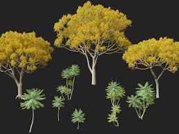 Image result for Schizolobium parahyba