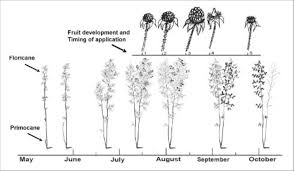 seasonal phenology of red raspberry flowering and fruit