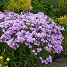 With its royal symbolism, shades of purple are sure to add some elegance to your garden! Photo Essay Extremely Long Bloomers Perennial Resource
