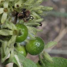 Image result for Pavetta catophylla