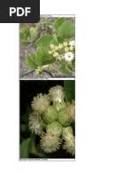 Image result for Chascanum schlechteri