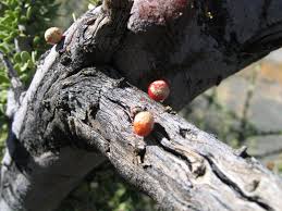 Image result for Boscia foetida