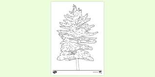 Free printable pine tree 1 coloring page for kids to download, trees coloring pages Free White Pine Tree Colouring Page Primary Resource