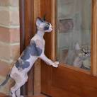 The Sphynx Cat - The Purrfect Not-So-Furry ... - BASEPAWS