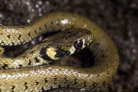Check spelling or type a new query. Les Serpents Jardiner Autrement