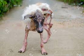 Image result for scabies dogs detail
