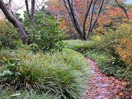 Botanischer Garten Hamburg Im Oktober Gardens Garten Zierkirsche Und Bodendecker