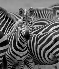 Image result for zebra
