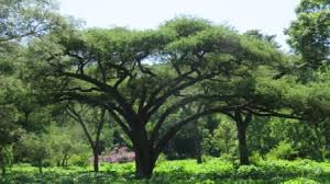 Image result for Acacia goetzei
