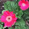 Is a genus of plants in the asteraceae (daisy family). 1