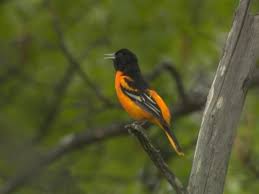 Carmichael said it was his favorite of all the songs he had written. Baltimore Oriole Identification All About Birds Cornell Lab Of Ornithology