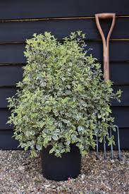 Image result for Pittosporum