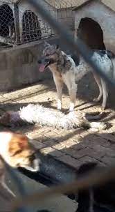 Distanţa rutieră dintre iaşi şi piatra neamţ, viteză, timp, consum şi costul mediu. Foto Video Noi Imagini È™i SituaÈ›ii RevoltÄƒtoare La AdÄƒpostul De Caini Din Piatra NeamÈ› C