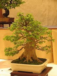 'tray planting', pronounced ()) is a japanese version of the original traditional chinese art penjing or penzai.unlike penjing, which utilizes traditional techniques to produce entire natural sceneries in small pots that mimic the grandiose and shape of real life sceneries, the japanese bonsai only attempts to produce small trees that mimic the shape of real. Acer Sp Maple Bonsai Maple Bonsai Bonsai Tree Bonsai