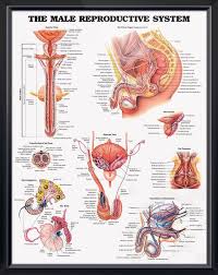 The Male Reproductive System Chart 20x26 Reproductive