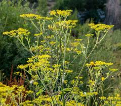 We did not find results for: Yellow Flowering Umbellifer Observation Uk And Ireland Ispot