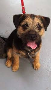 Border terriers are strongly put together, suggesting endurance and agility. Die 75 Besten Ideen Zu Borderterrier In 2021 Borderterrier Hunde Border Terrier