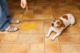 Pin En Perros Saludables