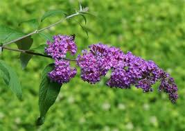 Image result for Buddleja pulchella