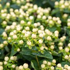Image result for Hypericum humbertii