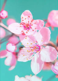 This is just a random scattered blue, pink and, purple cherry blossom phone wallpaper that i photoshopped with some stamps and photoshop brushes anyway, please enjoy this beautiful phone background and if you like this wallpaper please check out the rest of my art thanks. Sakura Flower J Poster By Creative Has Displate