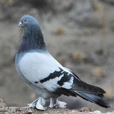 Page Not Found Pigeon Pictures Tumbler Pigeons Pigeon Bird