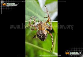 In addition, the use of contact insecticides kills the beneficial insects that normally keep aphid populations under control. Cross Orbweaver Araneus Diadematus