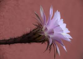 Night Queen Flowering Photos Free Royalty Free Stock Photos From Dreamstime