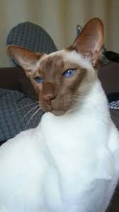 Omg That Face Beautiful Cats Siamese Cats Oriental Shorthair Cats
